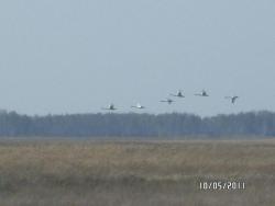 post-2817-0-74863500-1305303142_thumb.jp