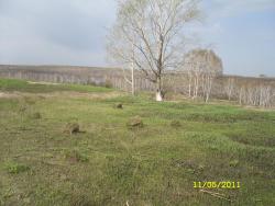 post-2898-0-69509000-1305122830_thumb.jp