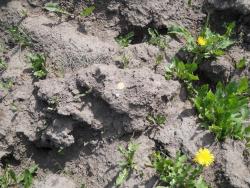 post-4170-0-18208700-1306403526_thumb.jp