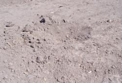 post-4269-0-32207300-1304927437_thumb.jp