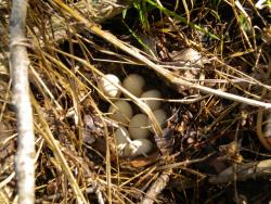 post-4632-0-26708200-1306759452_thumb.jp