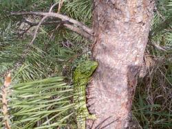 post-4655-0-69150100-1304926939_thumb.jp