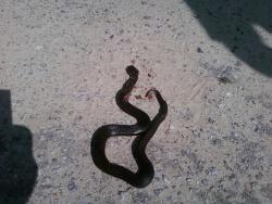 post-4655-0-86057500-1306335290_thumb.jp