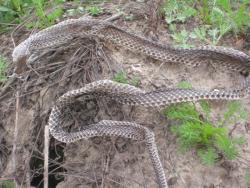 post-4655-0-98325700-1304926840_thumb.jp