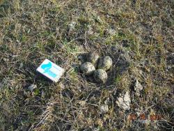 post-5126-0-37918700-1304269403_thumb.jp