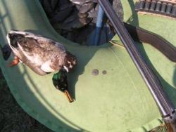 post-5279-0-06052300-1304351643_thumb.jp