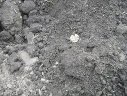 post-5496-0-16896100-1305294548_thumb.jp