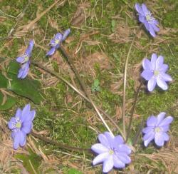 post-6368-0-60656500-1305048706_thumb.jp