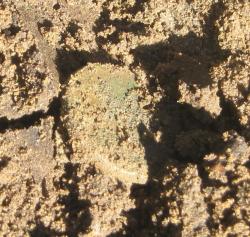 post-6368-0-86088600-1305049367_thumb.jp