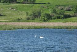 post-6726-0-68320700-1306596137_thumb.jp