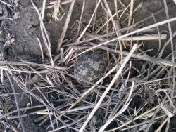 post-1023-0-54427200-1337707956_thumb.jp