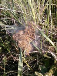 post-1023-0-66460300-1337708023_thumb.jp