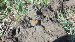 post-11080-0-26047800-1336667557_thumb.j