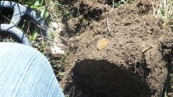 post-11080-0-27576000-1336667325_thumb.j