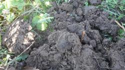 post-11080-0-36456400-1336667757_thumb.j