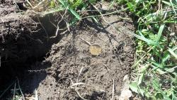 post-11080-0-39121000-1336667262_thumb.j