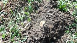 post-11080-0-74370200-1336667199_thumb.j