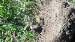 post-11080-0-88328500-1336667130_thumb.j