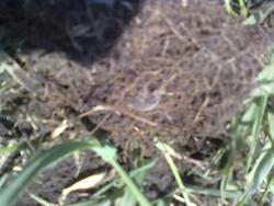 post-11938-0-85157800-1338293325_thumb.j