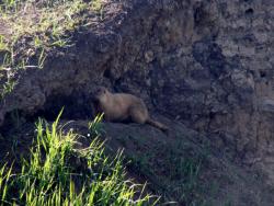 post-1697-0-56391600-1337935376_thumb.jp