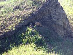 post-1697-0-92196200-1337935322_thumb.jp