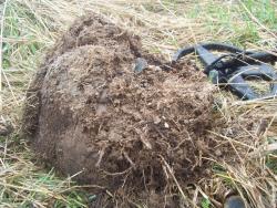 post-4269-0-31646900-1335974362_thumb.jp