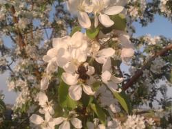 post-4989-0-43571400-1337616132_thumb.jp