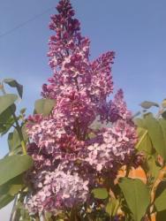 post-4989-0-47729900-1337616115_thumb.jp