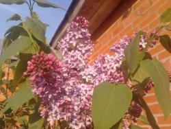 post-4989-0-54394200-1337616183_thumb.jp