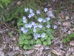 post-6368-0-08789400-1335986006_thumb.jp