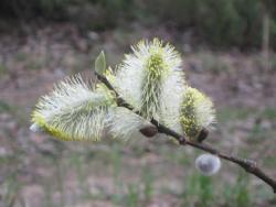 post-6368-0-63124700-1336413077_thumb.jp