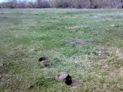 post-6685-0-59493900-1336020574_thumb.jp