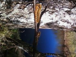 post-7485-0-81675500-1336733058_thumb.jp