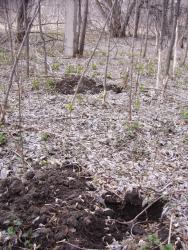 post-7899-0-11761700-1336125367_thumb.jp