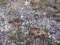 post-7899-0-43662400-1336124233_thumb.jp