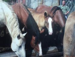 post-8735-0-11518900-1337879537_thumb.jp