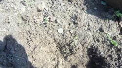 post-11080-0-35318900-1368900804_thumb.j