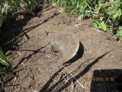 post-12688-0-36629800-1370029932_thumb.j