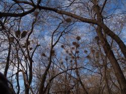 post-13075-0-08768500-1368345827_thumb.j