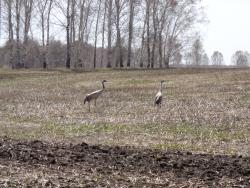 post-1580-0-37480400-1368009893_thumb.jp