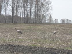 post-1580-0-69561900-1368009812_thumb.jp