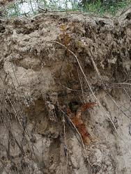 post-17252-0-56554100-1369841071_thumb.j