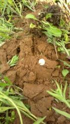 post-20232-0-32717400-1369942358_thumb.j