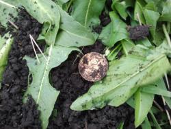 post-20472-0-10252700-1368362018_thumb.j