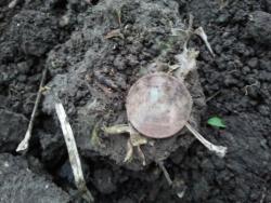 post-20472-0-95378700-1368362018_thumb.j