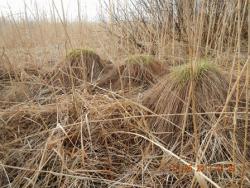 post-2232-0-26549600-1367844095_thumb.jp