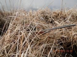 post-2232-0-98177900-1367844151_thumb.jp