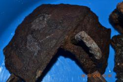 post-24328-0-16858600-1367544456_thumb.j