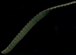 post-26887-0-62210600-1368719770_thumb.j