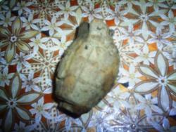 post-2863-0-12775200-1367942309_thumb.jp